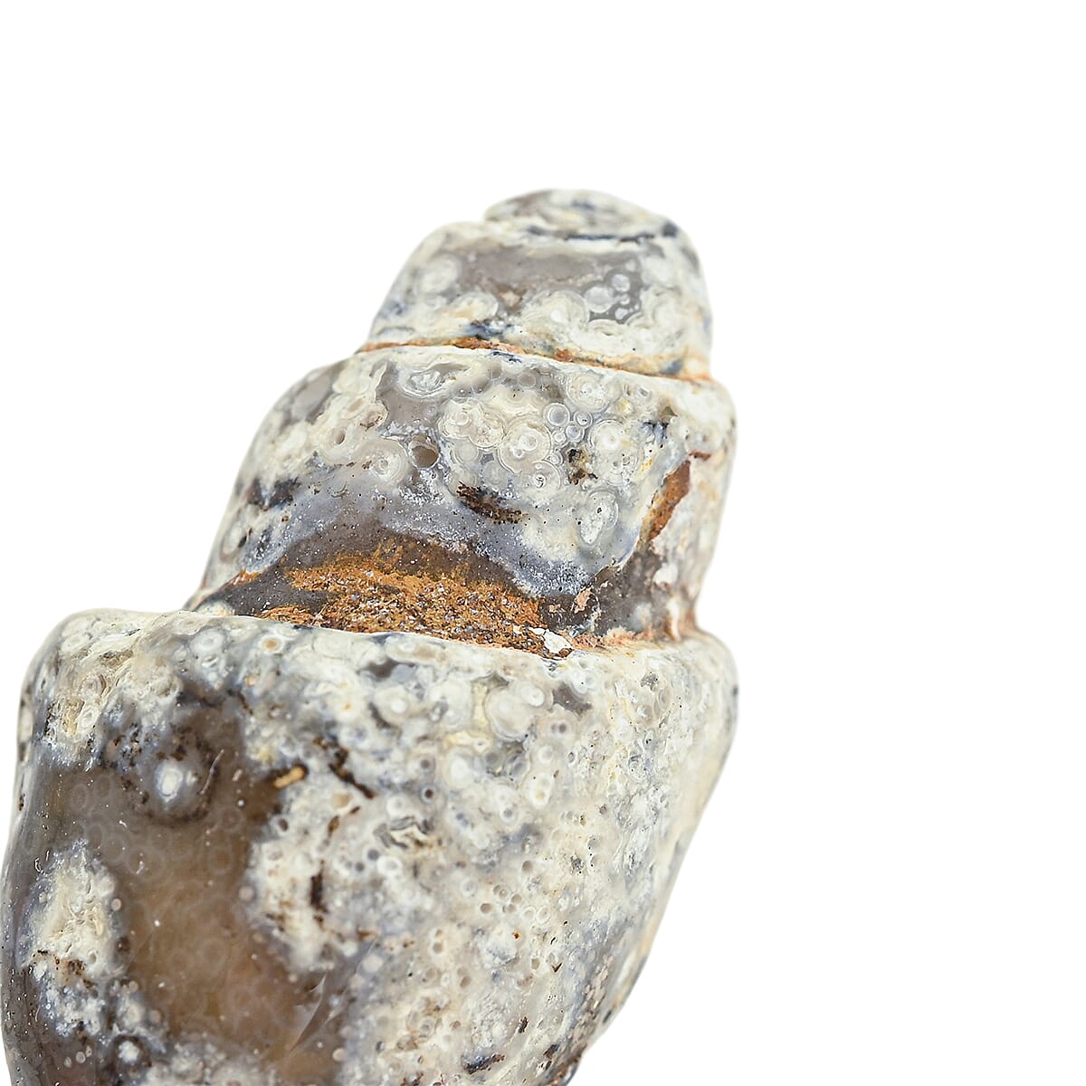 Agate Fossil Shells XS image number 2