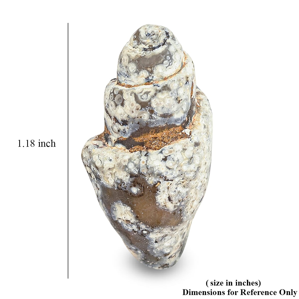 Agate Fossil Shells One Size 56 ctw