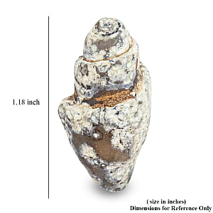 Agate Fossil Shells XS