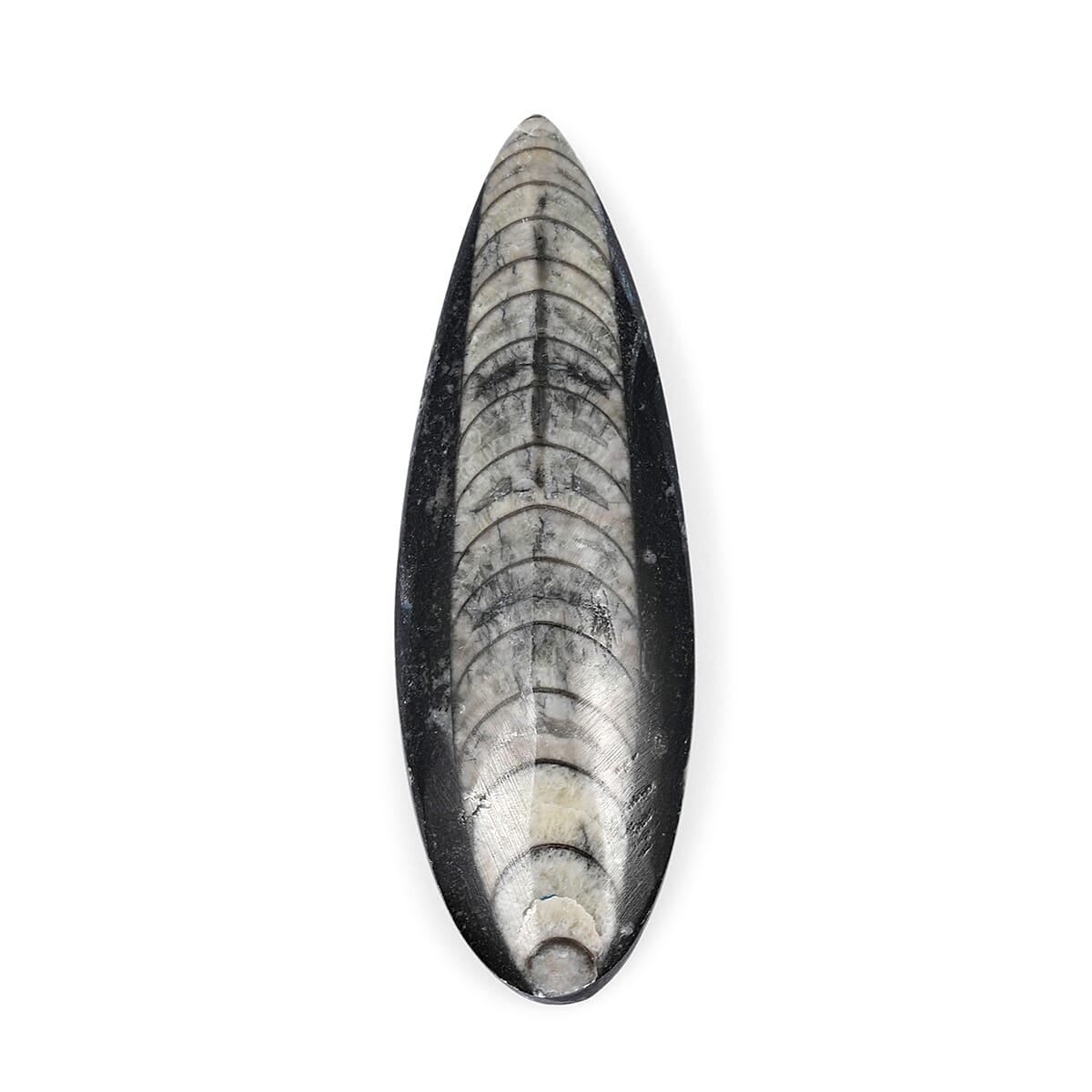 Othoceras 195 ctw