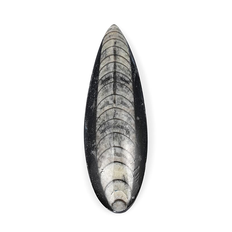 Othoceras 195 ctw