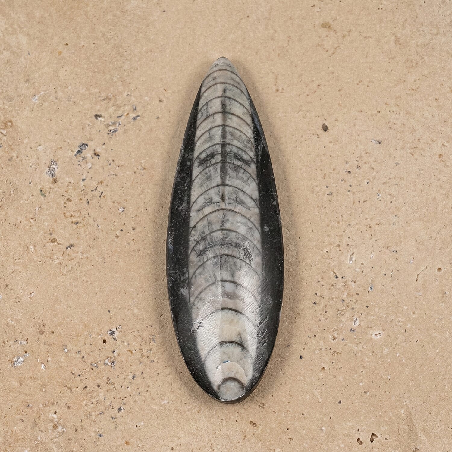 Othoceras 195 ctw