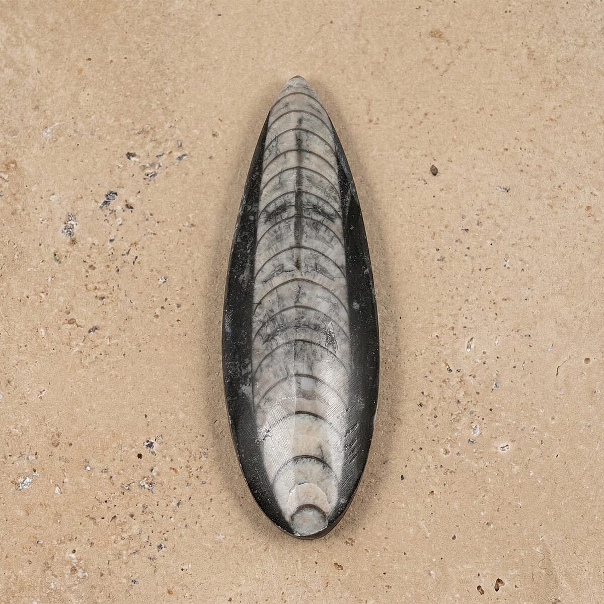 Othoceras 195 ctw image number 1