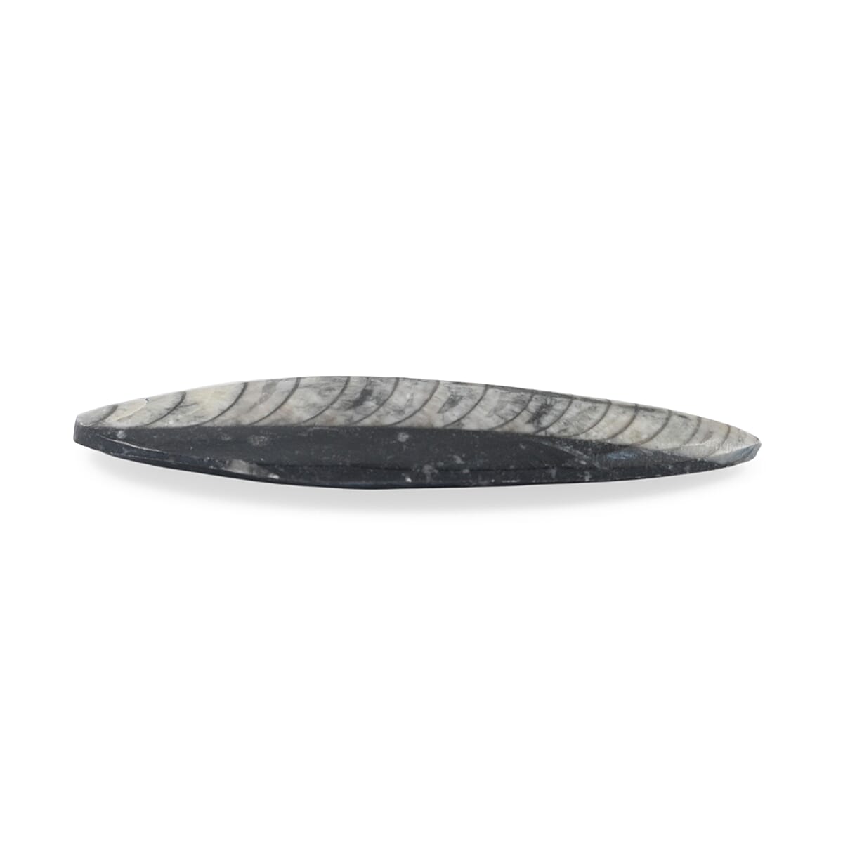 Othoceras 195 ctw
