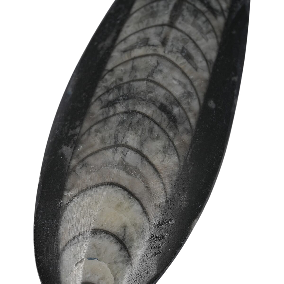 Othoceras 195 ctw image number 3
