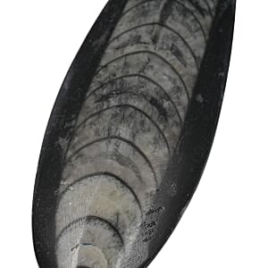 Othoceras 195 ctw