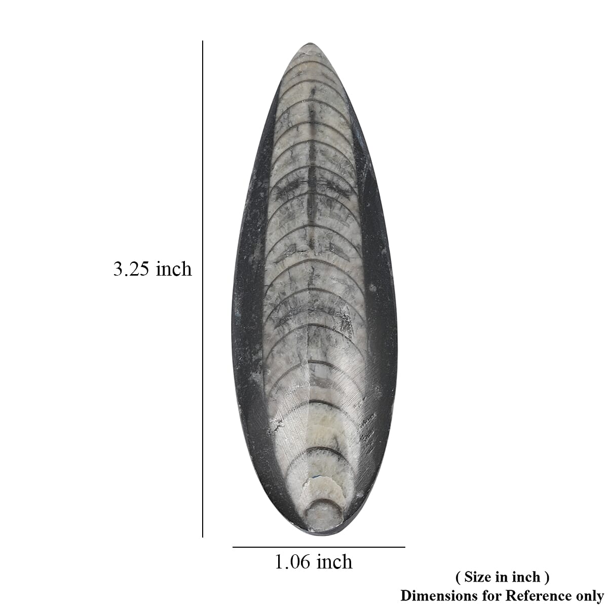Othoceras 195 ctw image number 4