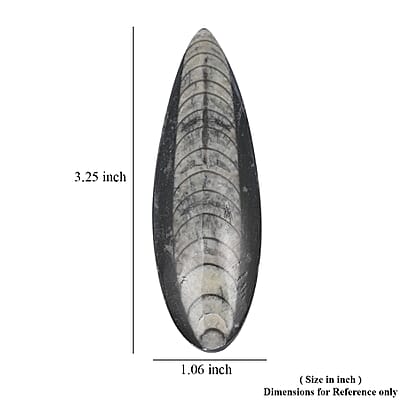 Othoceras 195 ctw