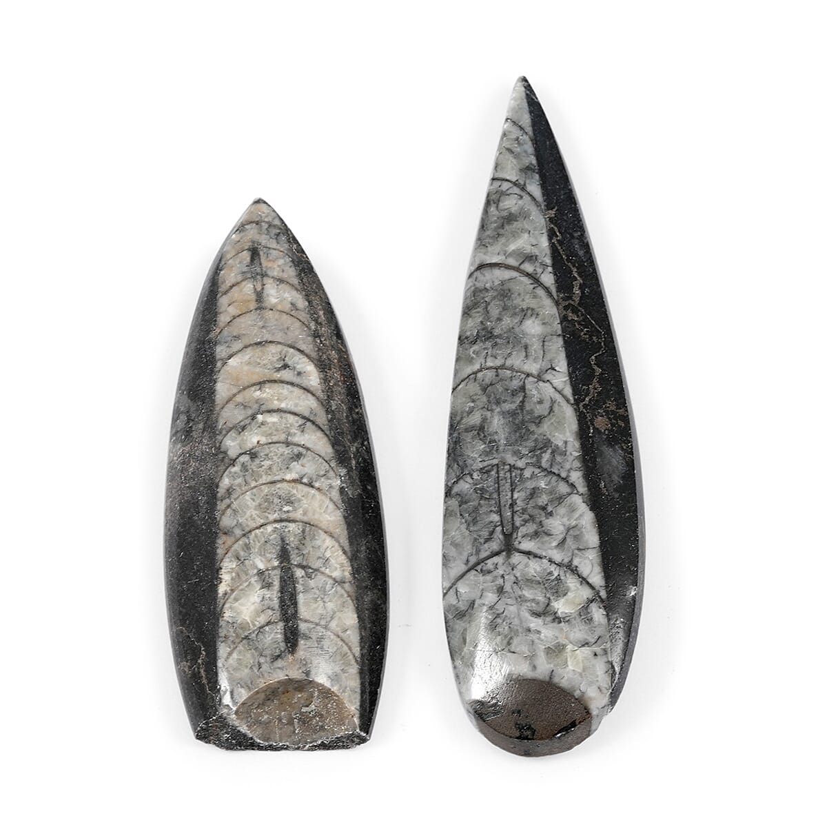 Set of 2 Othoceras 280ctw