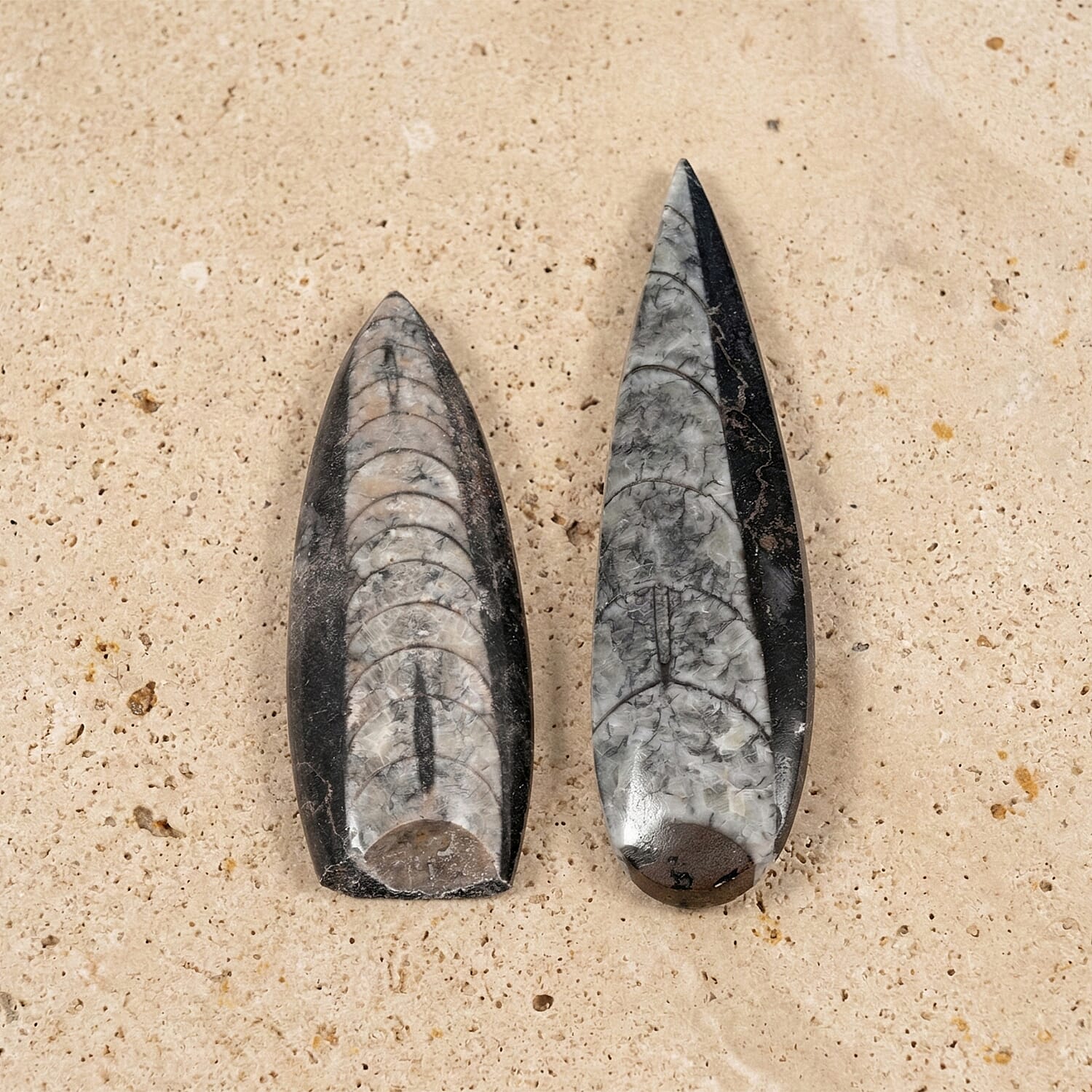 Set of 2 Othoceras 280ctw
