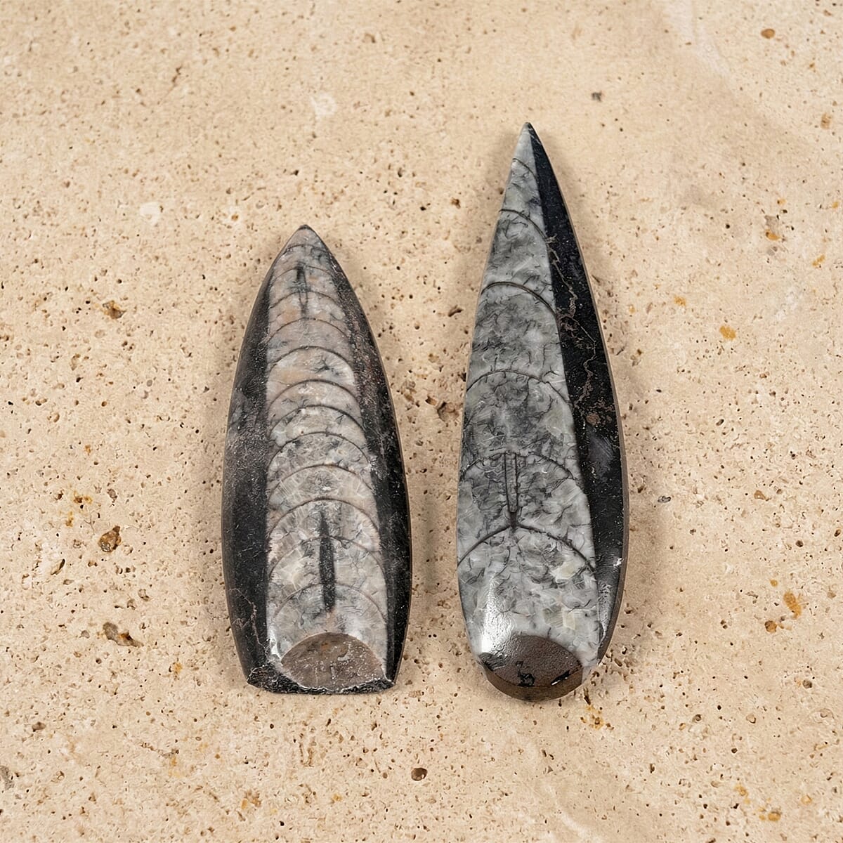 Set of 2 Othoceras 280ctw image number 1