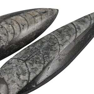 Set of 2 Othoceras 280ctw