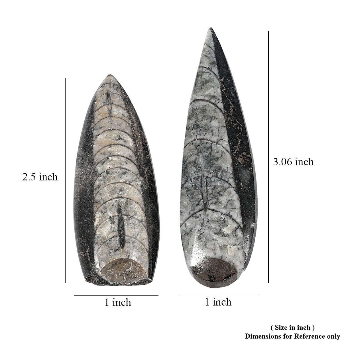 Set of 2 Othoceras 280ctw image number 3