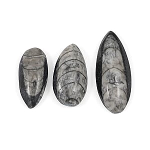 Set of 3 Othoceras 160ctw