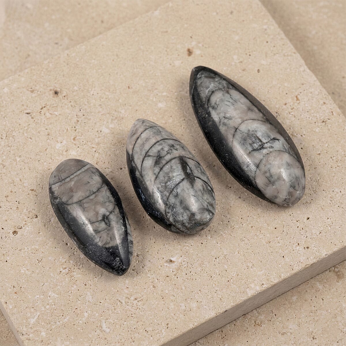 Set of 3 Othoceras 160ctw image number 1