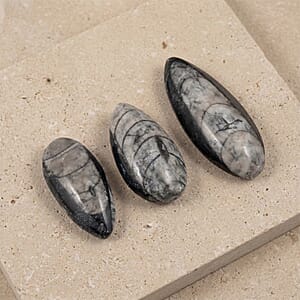 Set of 3 Othoceras 160ctw