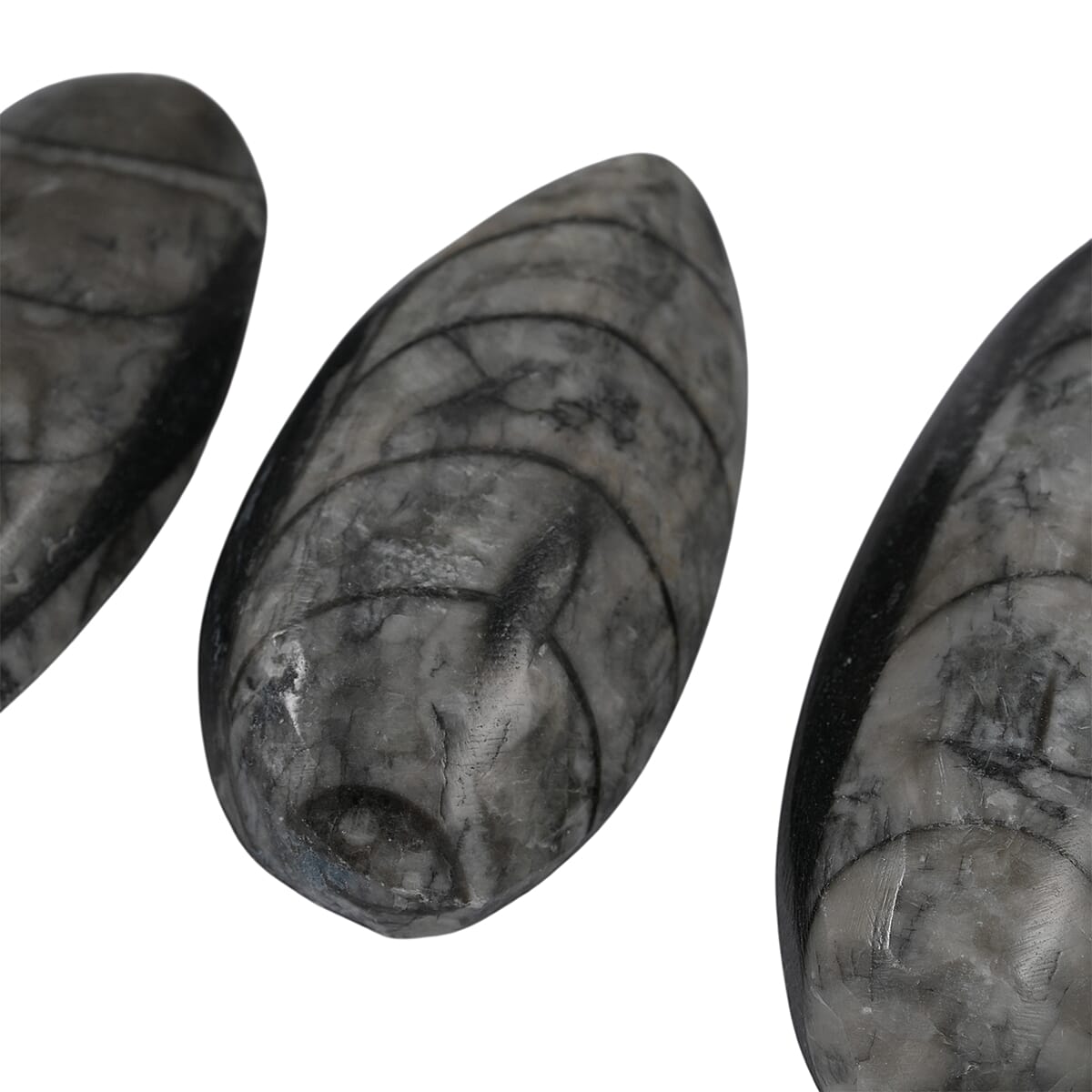 Set of 3 Othoceras 160ctw