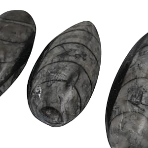 Set of 3 Othoceras 160ctw