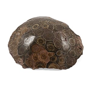 Fossil Coral L 1650 ctw