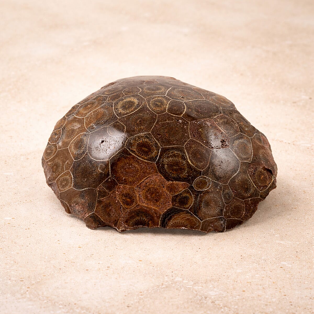 Fossil Coral L 1650 ctw image number 1