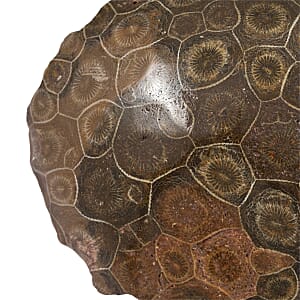 Fossil Coral L 1650 ctw