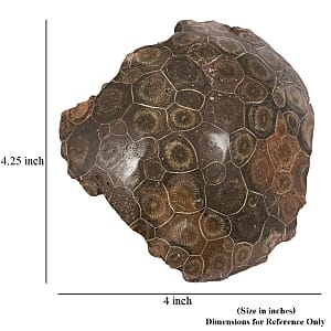 Fossil Coral L 1650 ctw