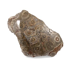 Fossil Coral M 1050 ctw