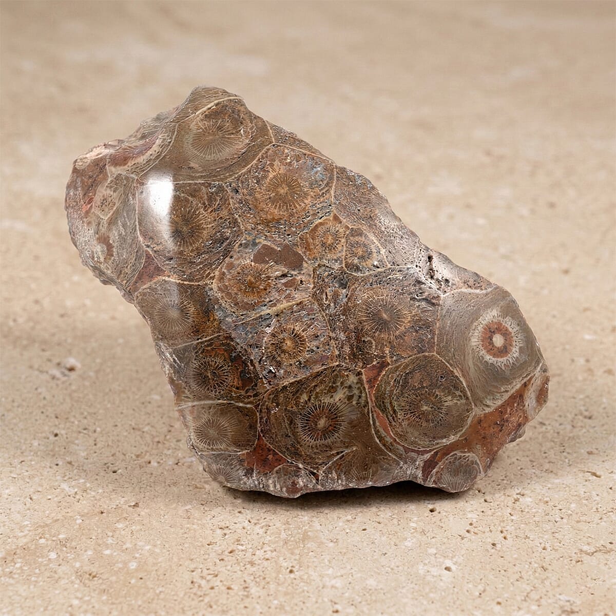 Fossil Coral M 1050 ctw image number 1