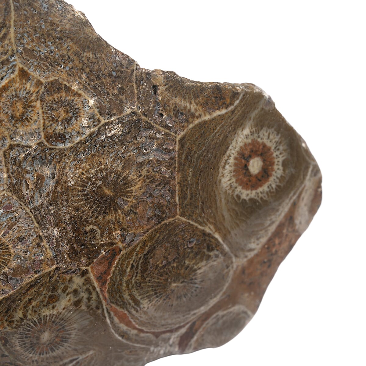 Fossil Coral M 1050 ctw image number 2