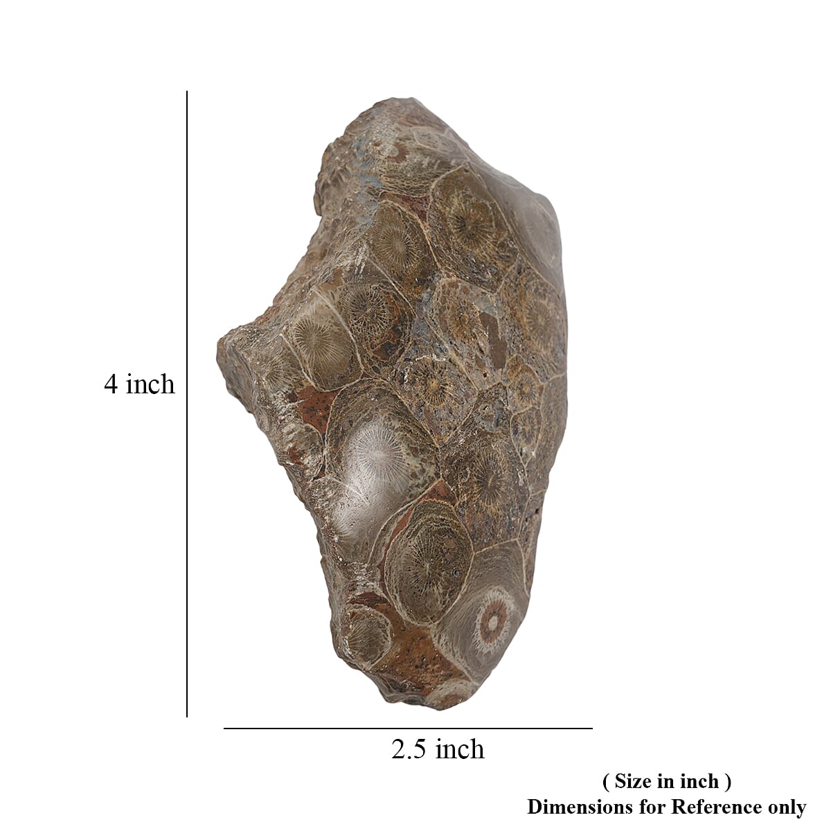 Fossil Coral M 1050 ctw image number 3