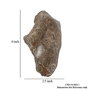 Fossil Coral M 1050 ctw