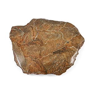 Fossil Coral S 630 ctw