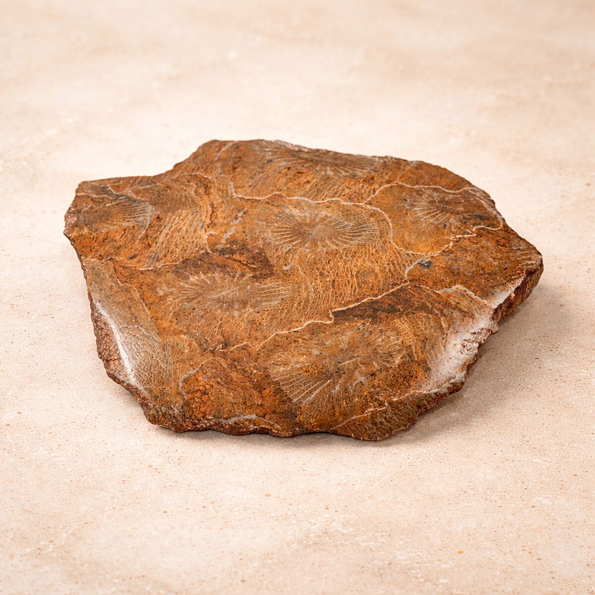 Fossil Coral S 630 ctw image number 1