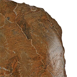 Fossil Coral S 630 ctw