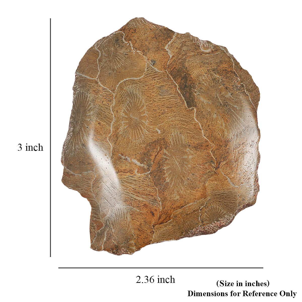 Fossil Coral S 630 ctw image number 4