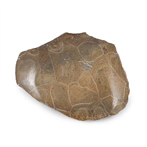 Fossil Coral XS 350 ctw