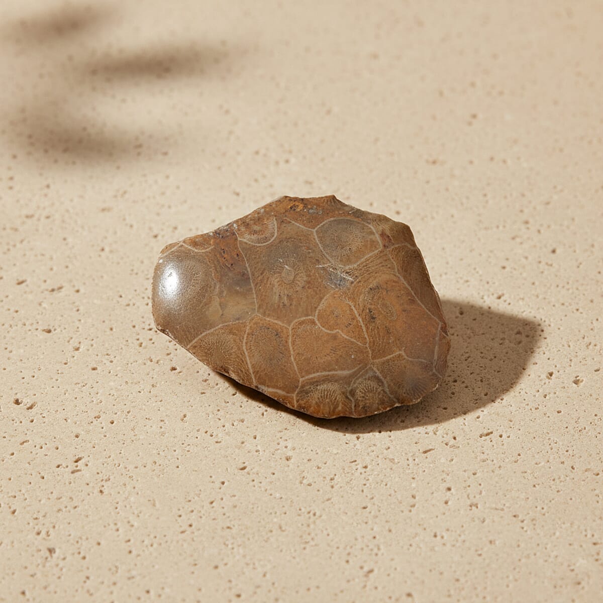 Fossil Coral XS 350 ctw image number 1