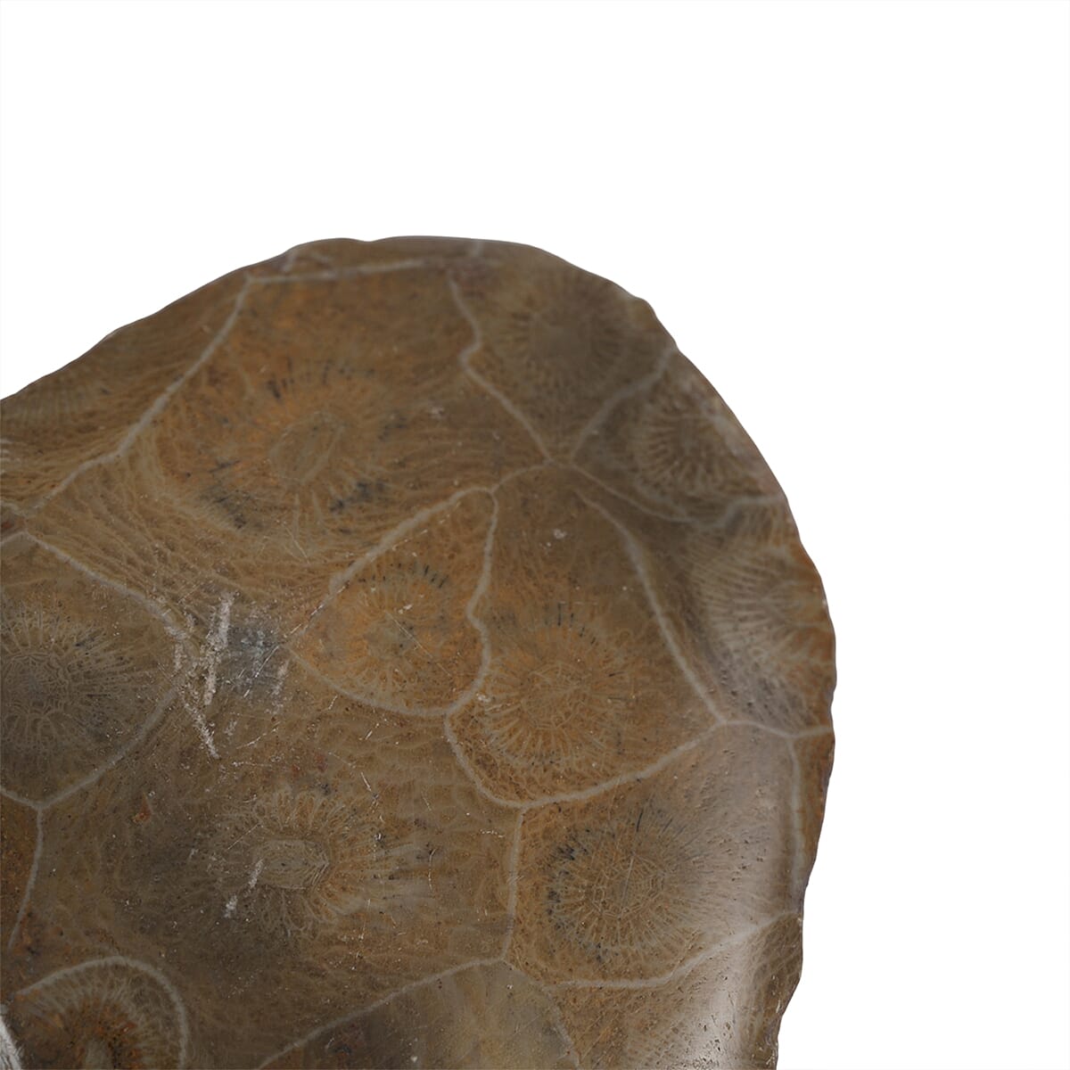 Fossil Coral XS 350 ctw image number 3