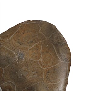 Fossil Coral XS 350 ctw