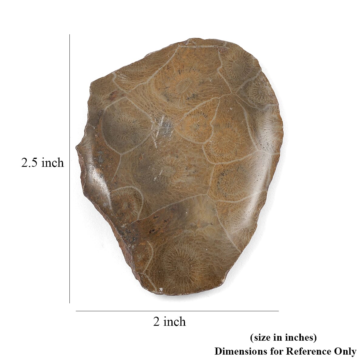 Fossil Coral XS 350 ctw image number 4