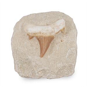 Shark Tooth L 450 ctw