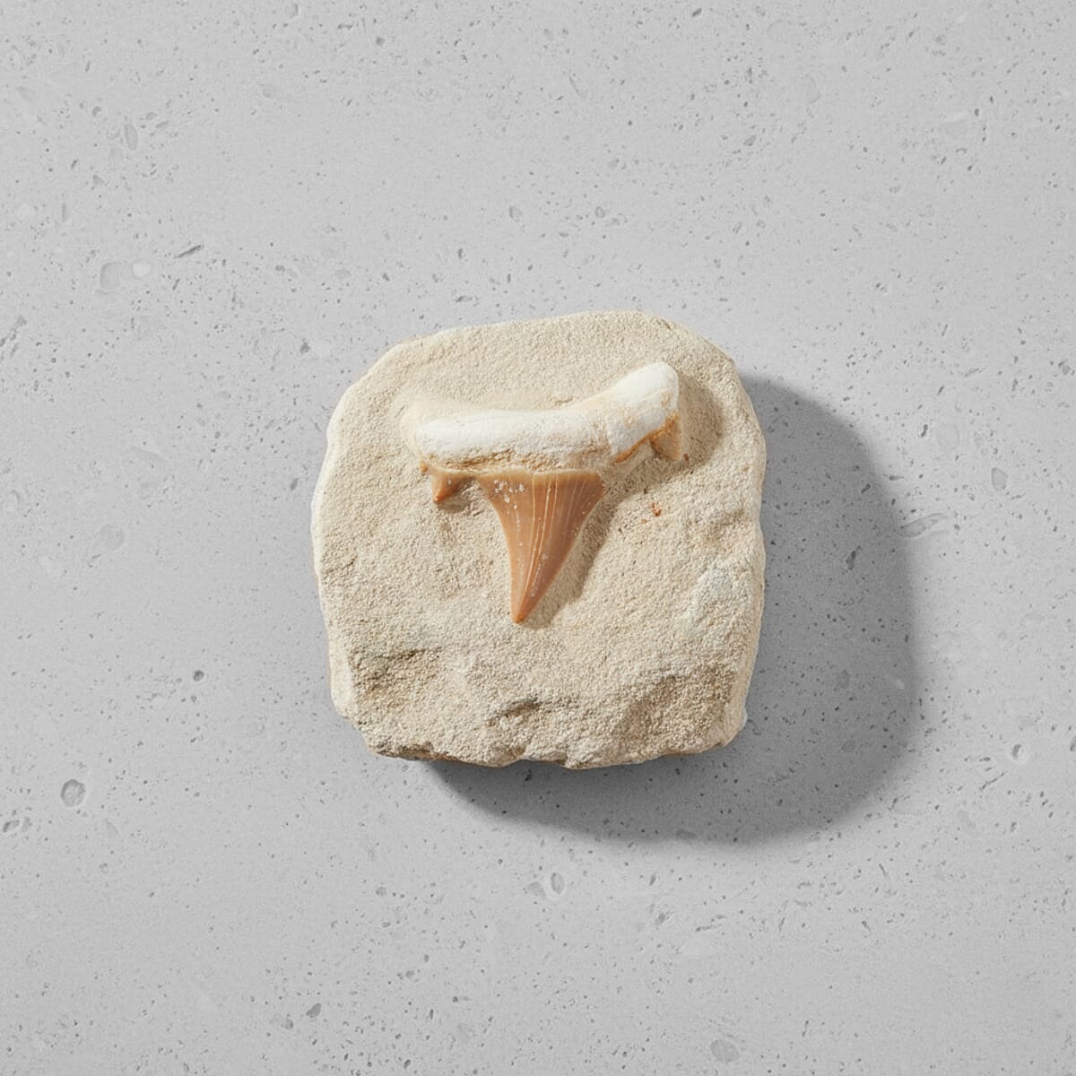 Shark Tooth L 450 ctw image number 1