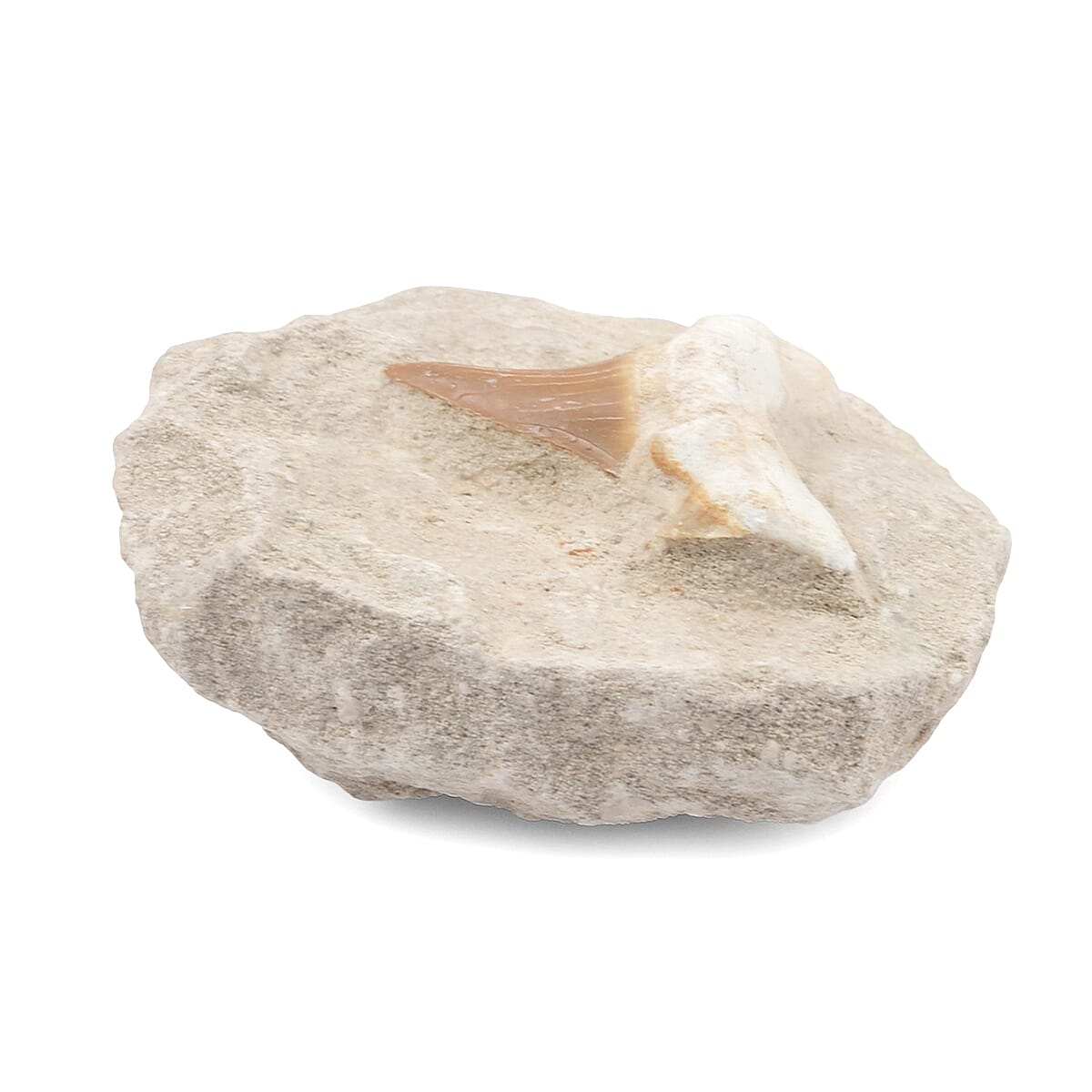 Shark Tooth L 450 ctw