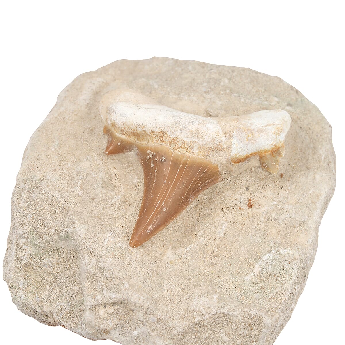 Shark Tooth L 450 ctw