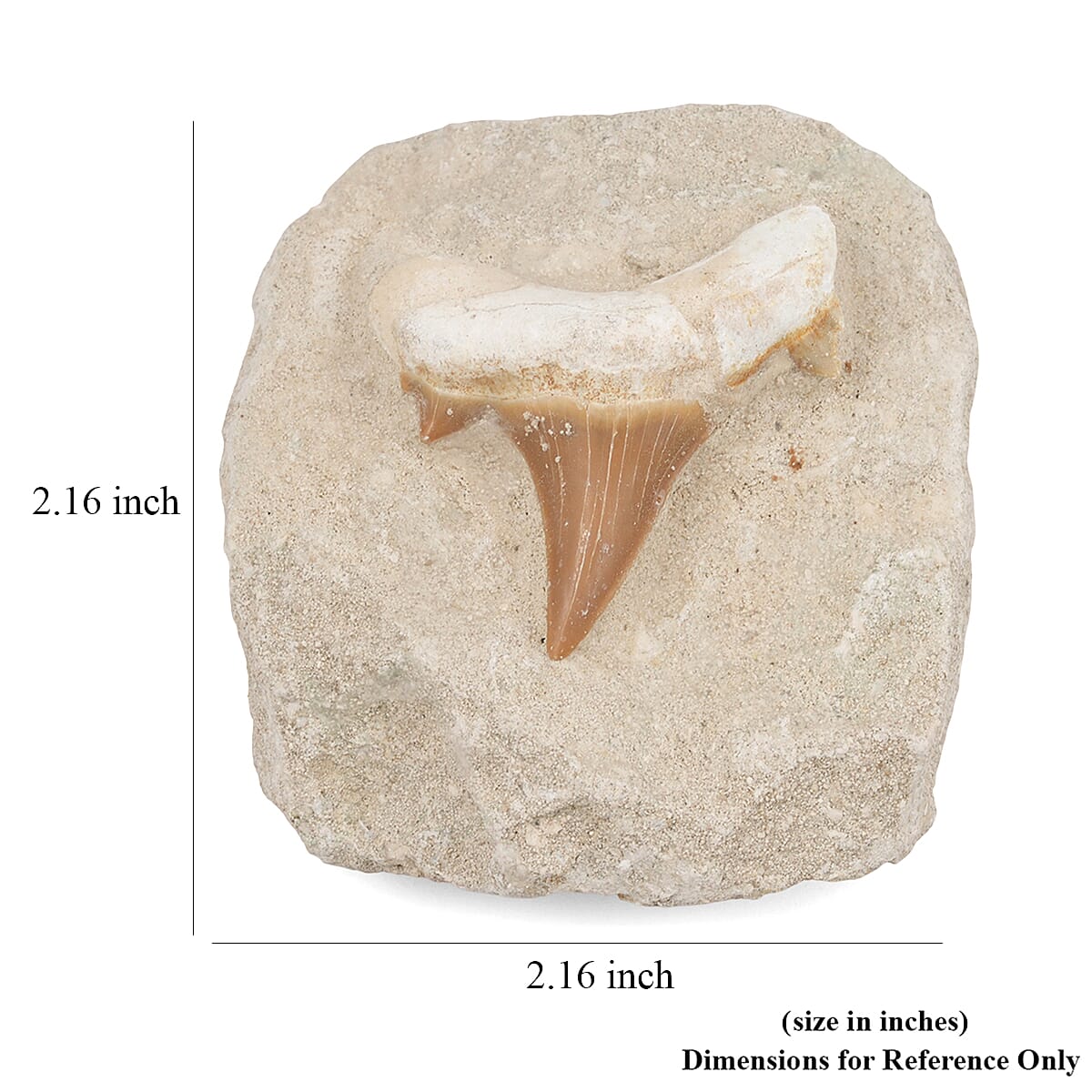 Shark Tooth L 450 ctw
