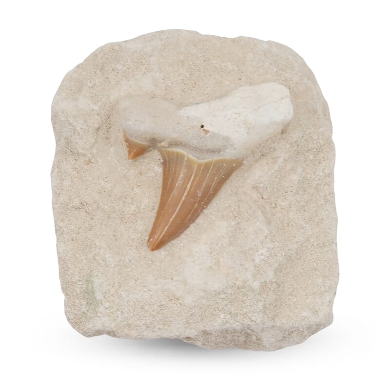 Shark Tooth M 370 ctw