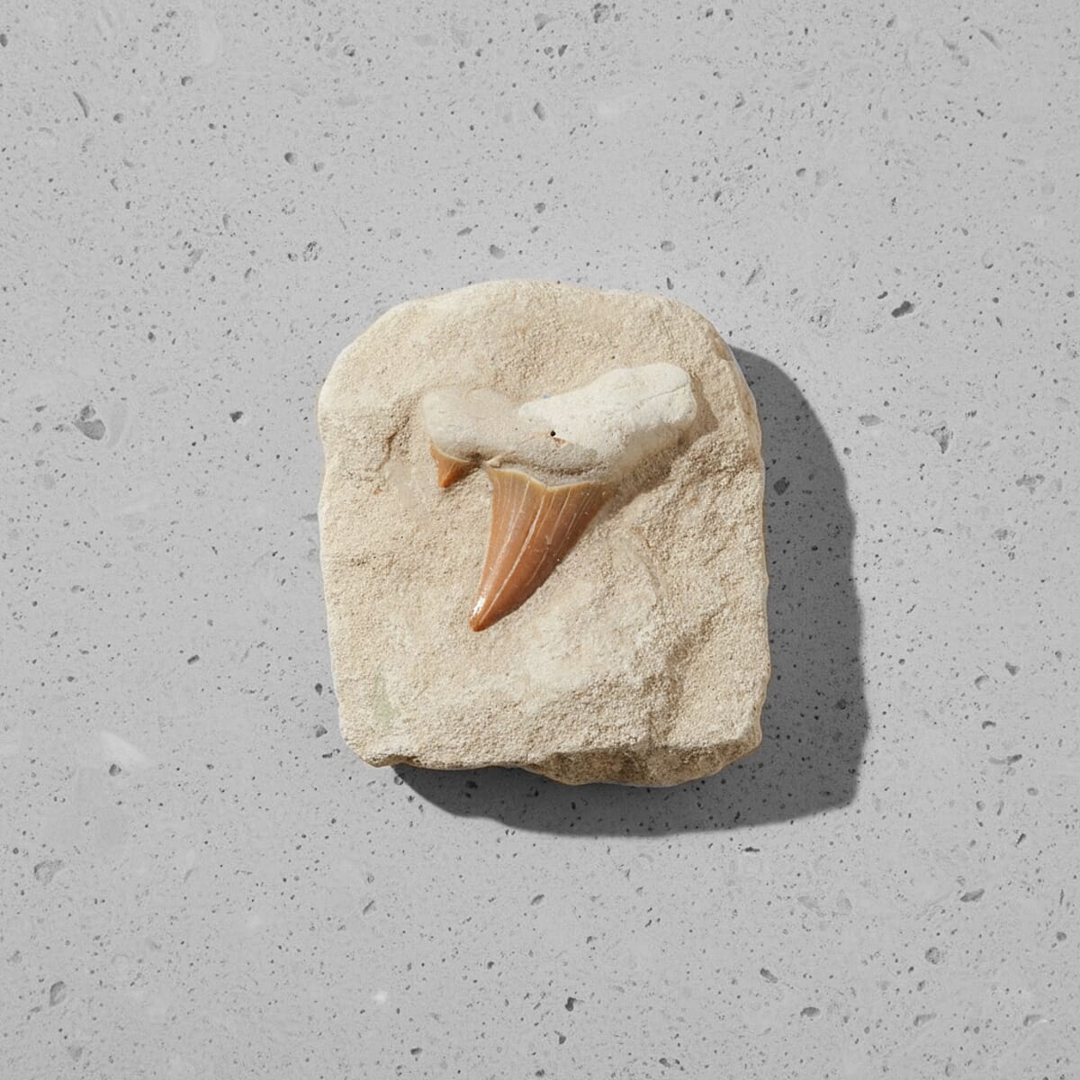 Shark Tooth M 370 ctw image number 1