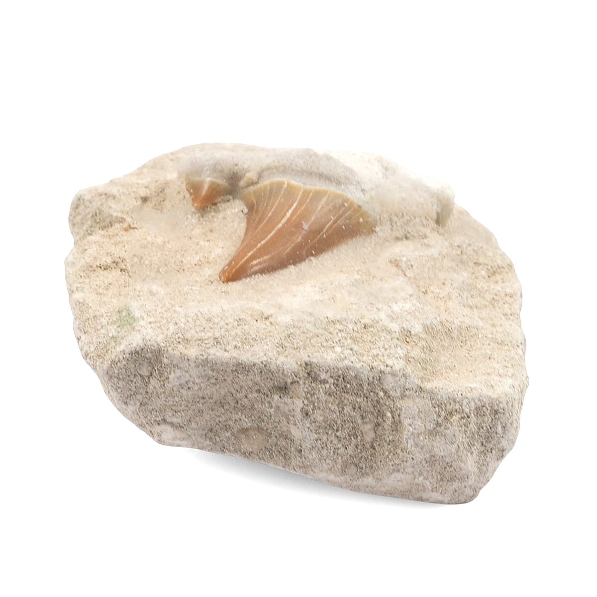 Shark Tooth M 370 ctw image number 2