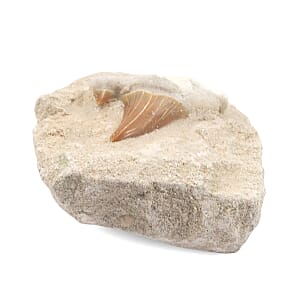 Shark Tooth M 370 ctw