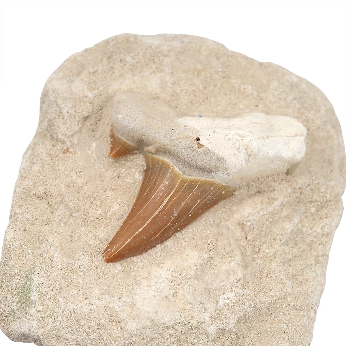 Shark Tooth M 370 ctw image number 3